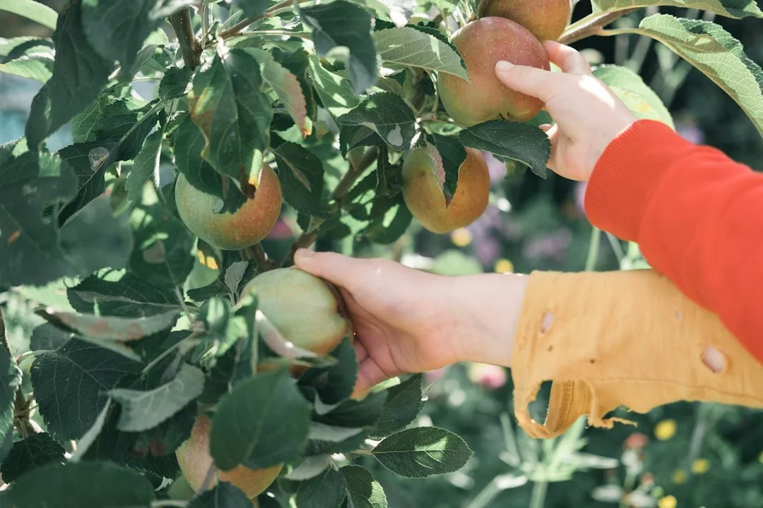 A gardener pruning a fruit tree during a seasonal maintenance visit