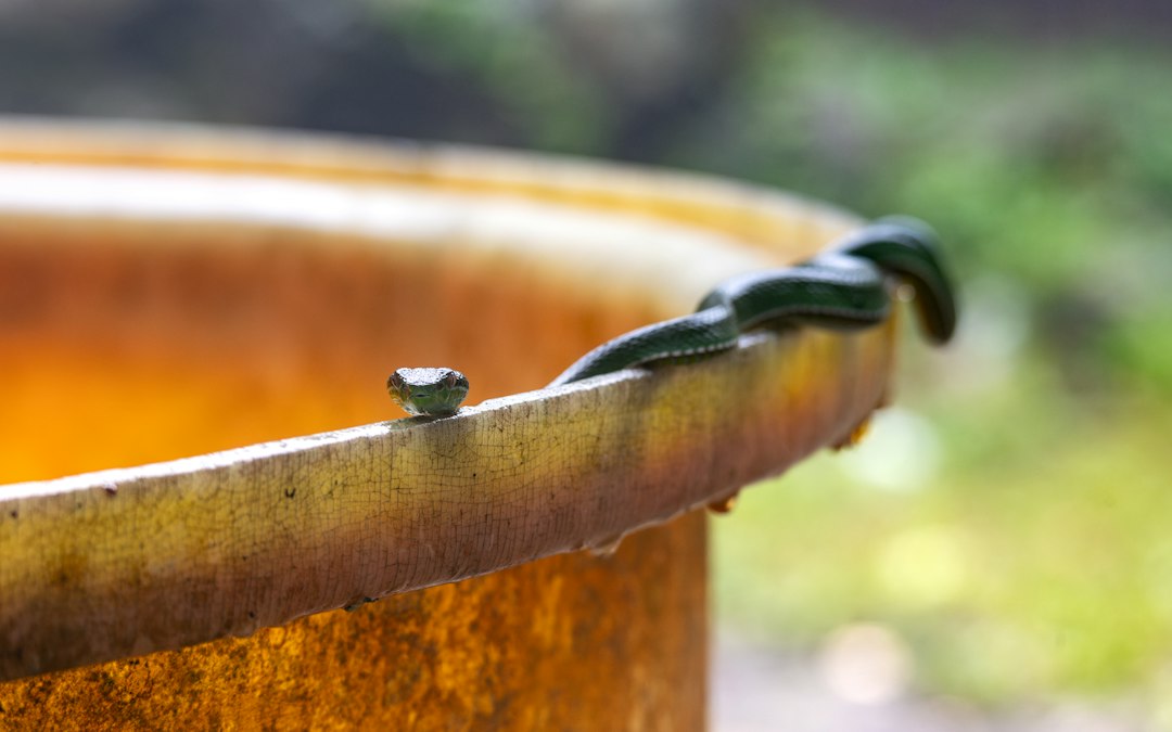 A close view of a drip emitter releasing a slow bead of water at the base of a leafy plant