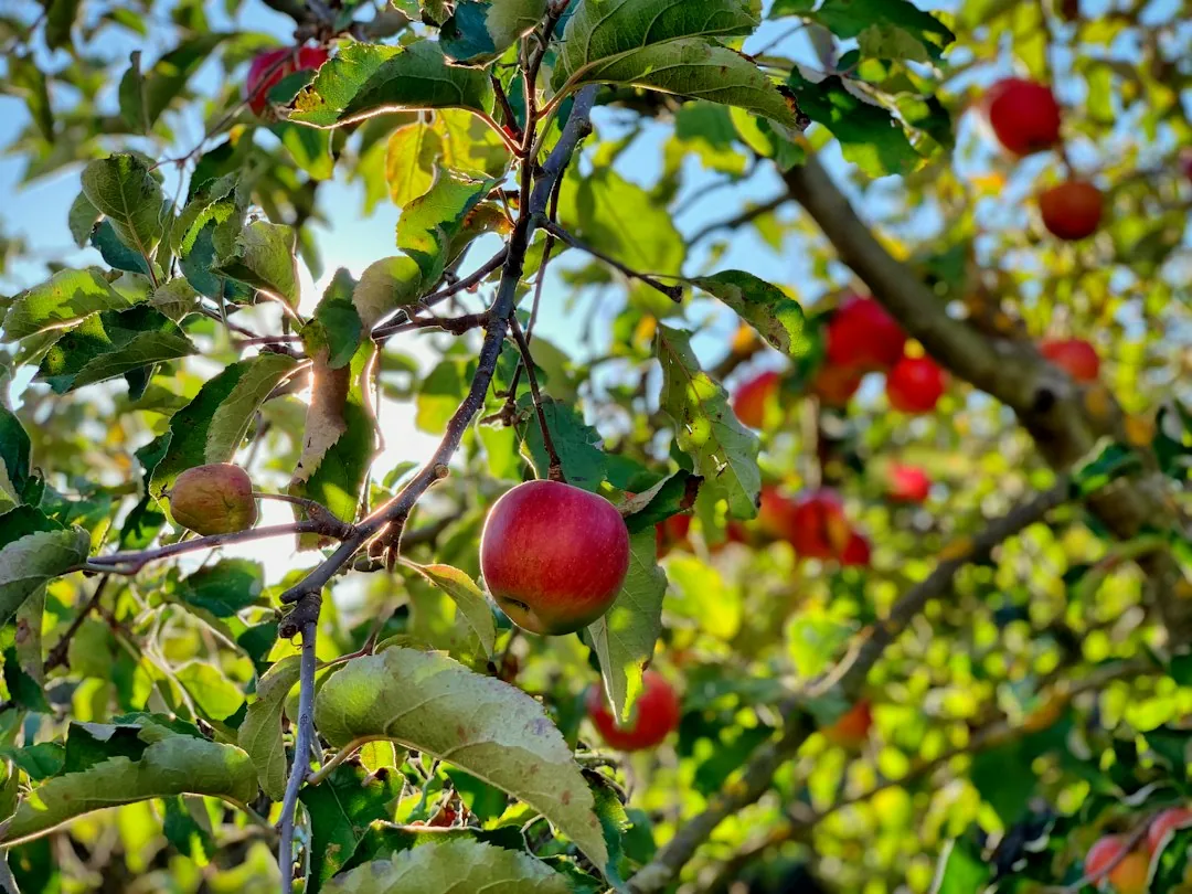 A fruit tree photographed in full leaf with ripening fruit against a bright garden backdrop