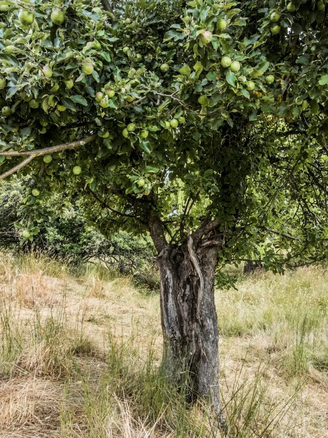 A neatly pruned small fruit tree carrying early fruit in a sunlit garden